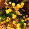 Фото профиля mimoza