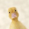 Duck 的头像