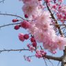 たぐけん🐾🌸's profile picture