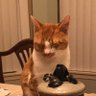 PoBot profil fotoğrafı