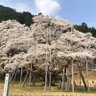 Фото профиля ポチ