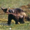 Alaska Wolverine profil fotoğrafı