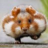 切昆布's profile picture