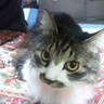 どま's profile picture