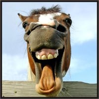 cavalopitbull's profile picture
