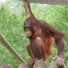 Фото профиля Stupid Monkey with no checkmark