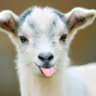 Profilbild von 🕓💧RambunctiousGoat