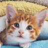 アンモニャイト 的头像