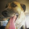 Rocxane's profile picture