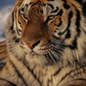 Tappy's profile picture