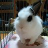 さまみれひ🐰's profile picture