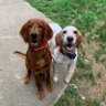 dogs are better than you 的头像