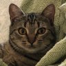 Childless Cat Lady's profile picture