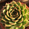 SucculentleO's profile picture