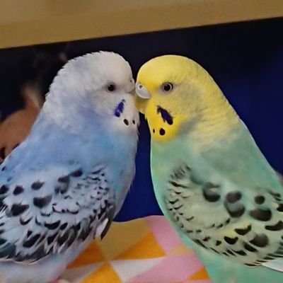 じゅにゃ's profile picture