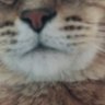 かつおさばおつぶみえびぞう 的头像