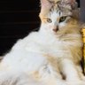 墨猫🐈🐈⬛✨'s profile picture