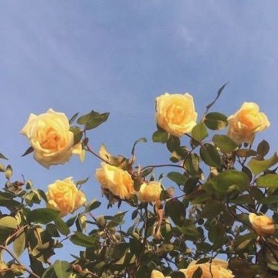corn053's profile picture