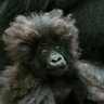 HugMonster profil fotoğrafı