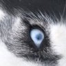 Wolfmother profil fotoğrafı