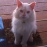 Woodshed Cat 的头像