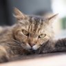 MeowMeow's profile picture