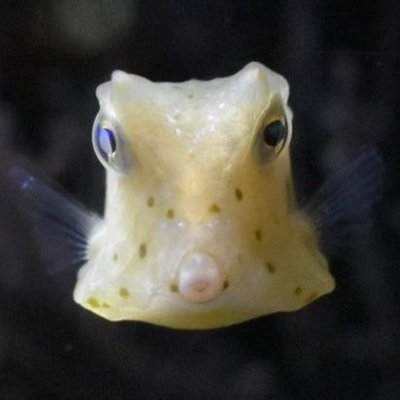 🐟YUMA🐟's profile picture