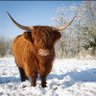 Фото профиля The Highlander