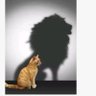 金鹏 profil fotoğrafı