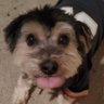ZanVeroAO's profile picture