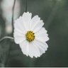 alengirli_mevzular's profile picture