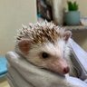 nekodaisuki_mhf's profile picture