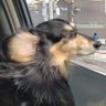 ベティー 的头像