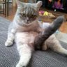 Smelly Cat's profile picture