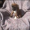 scooby's profile picture