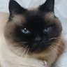 Crazy's profile picture
