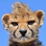 獅子先生 profil fotoğrafı