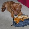 Profilbild von Balu Puppy