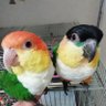 🐦🦜ピヨハラっぴ🦜🐦 profil fotoğrafı