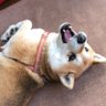 ðãã»ã¹ãšãã©ãã奜ããããŠå¯ãéãæããã§èŠããã°ã¡ãã's profile picture