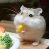 Profilbild von Jerry-metal