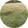 lechercheurdor 🔻⏚ 🐝🌿 profil fotoğrafı