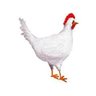 Profilbild von ZippyTheChicken@GAB 🇺🇸