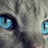 Profilbild von Bea M 😺🐈🐈‍⬛
