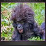 lylas loo's profile picture