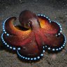 ClockworkCephalopod 的头像