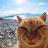 Incesu profil fotoğrafı