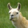 Profilbild von TheRnningLlama