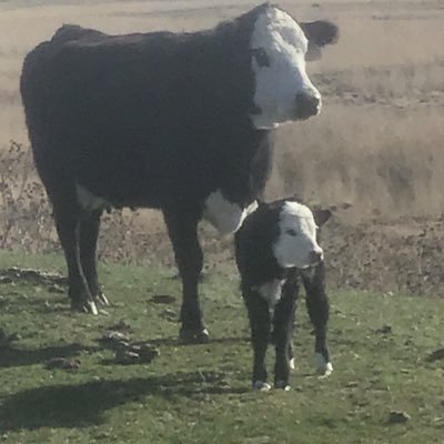 Bovine Thots With Poppin Twats's profile picture