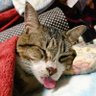 柴犬シロウトモデラー profil fotoğrafı